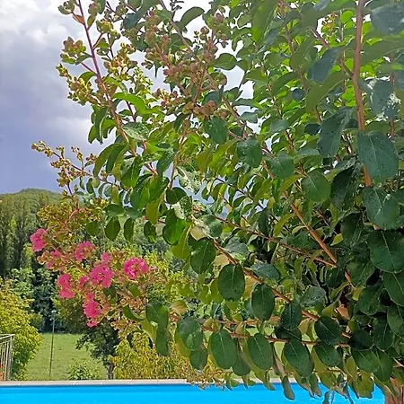 Ginevra Пьетралунга